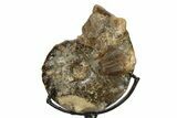 Cretaceous Ammonite (Mammites) Fossil with Metal Stand - Morocco #274602-2
